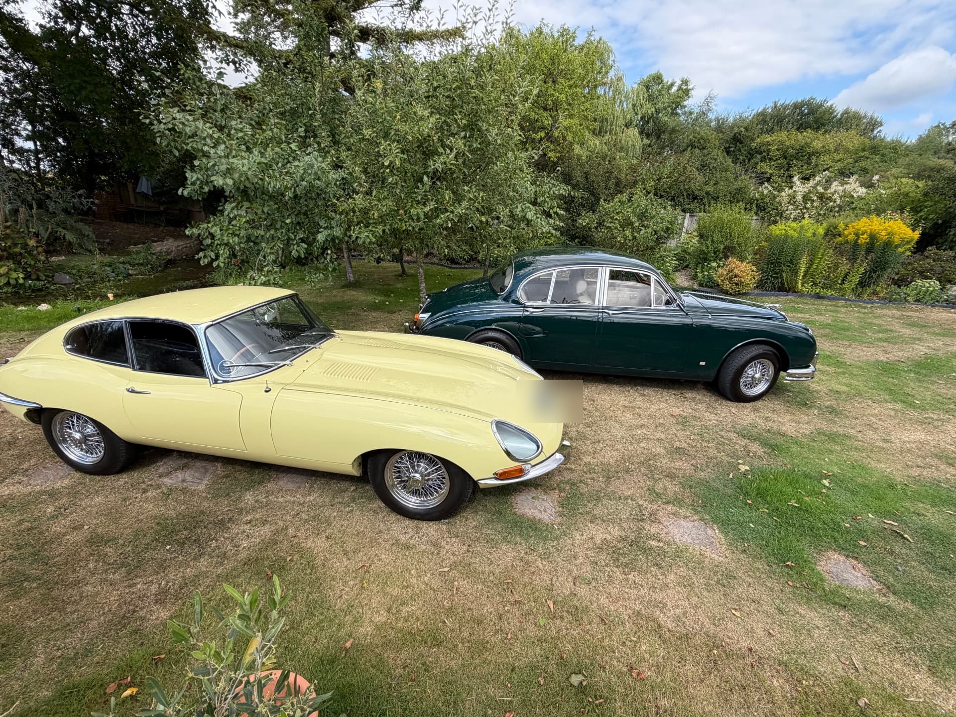 The same two Jaguars seen from the side on a lawn, the yellow E-Type in front of the green Mk2, with fruit trees and a border behind